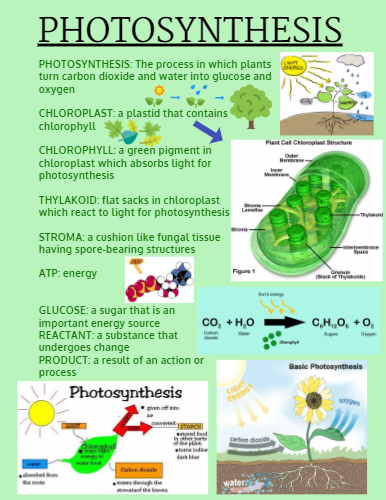 Parts Of Chloroplast And Its Function (386x500), Png Download