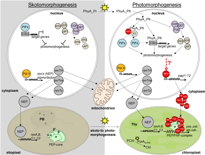 Action Of Rna Polymerases In Nucleus And Plastids During - Chloroplast (798x600), Png Download
