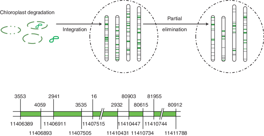 Model Of The Incorporation Of Chloroplast Dna Into - Chloroplast (850x440), Png Download