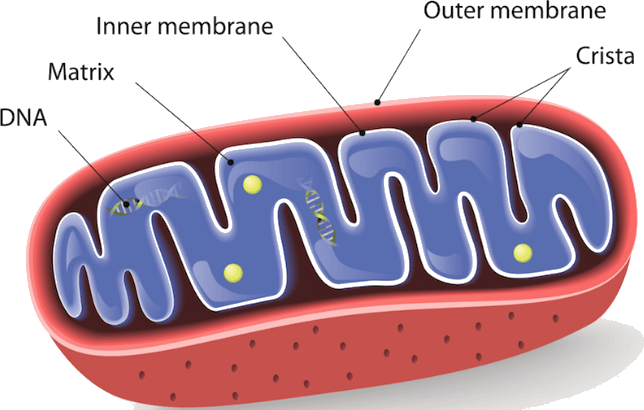 Image Showing Mitochondrion Structure - Mitochondria Cell Organelles (644x410), Png Download