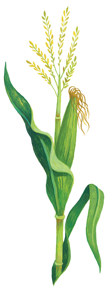 Not Much Of A Mouthful - Illustration (370x1000), Png Download