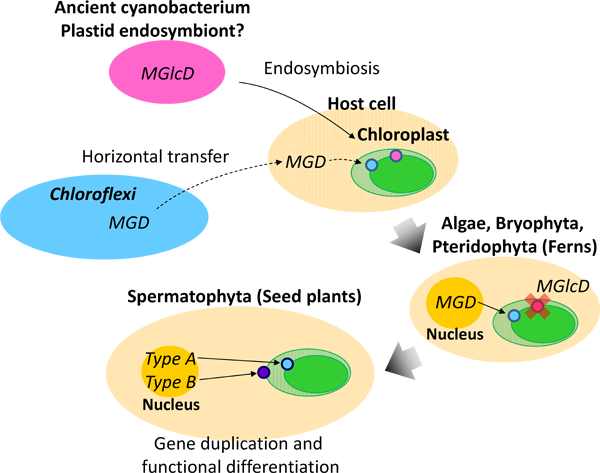 Plant Lipids In Photosynthesis (600x473), Png Download