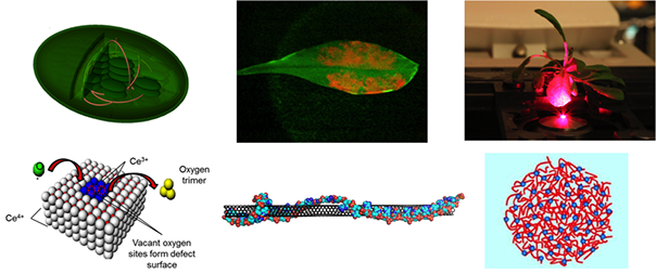 Near Infrared Images Of Carbon Nanotube Photoluminescence - Graphic Design (604x253), Png Download
