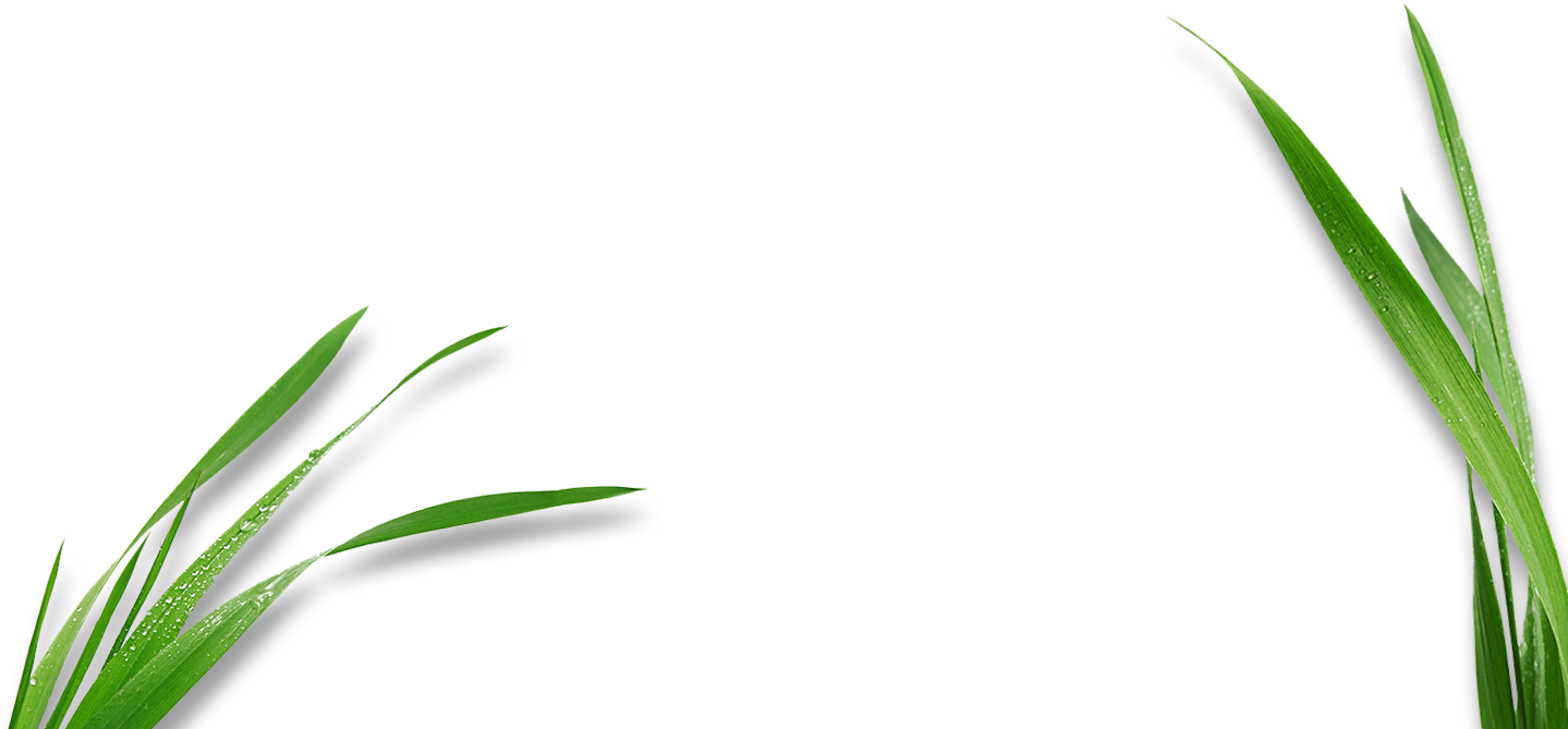 Manuel Javier López García - Corn Plant Leaf Png (1439x669), Png Download