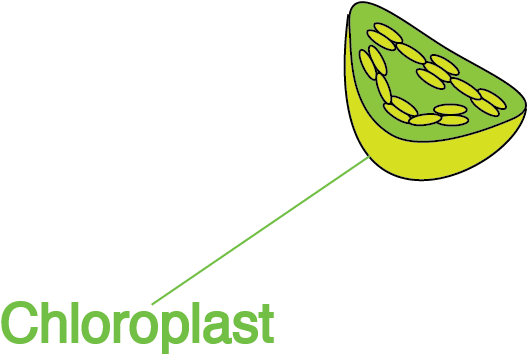 Chloroplast, Nuclear, Periplasmic - Papaya (1200x1200), Png Download