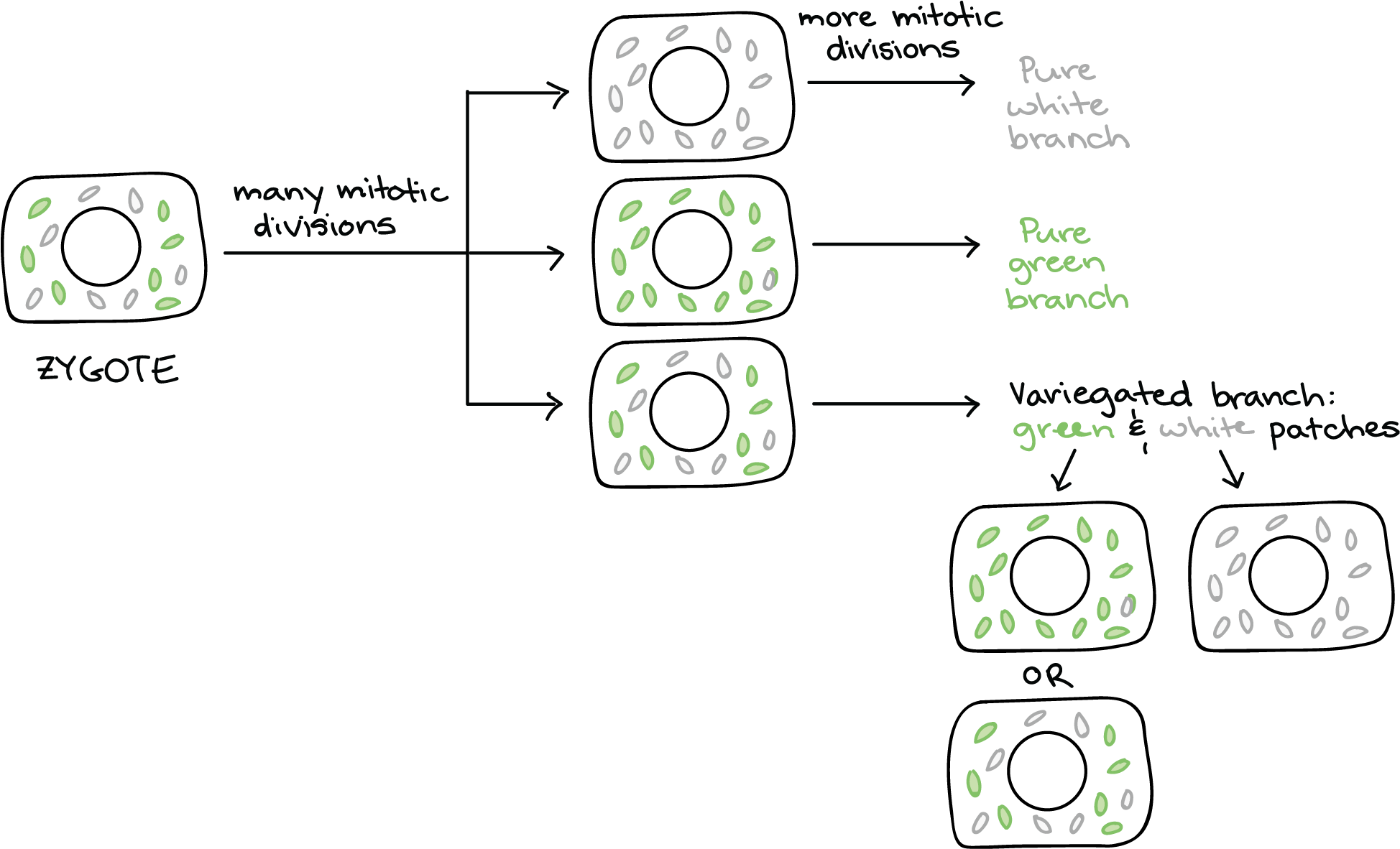 Maternal Inheritance Chloroplast (2000x1221), Png Download