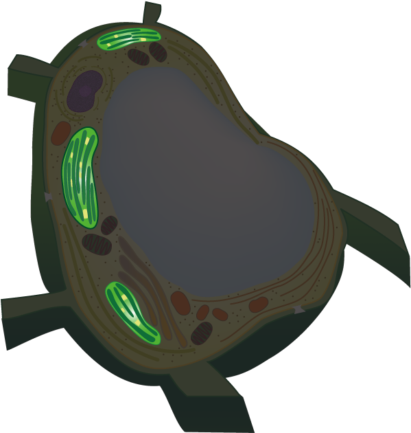 Move A Cursor On Each Organelle To Show A Fluorescence - Vacuoles Png (605x636), Png Download