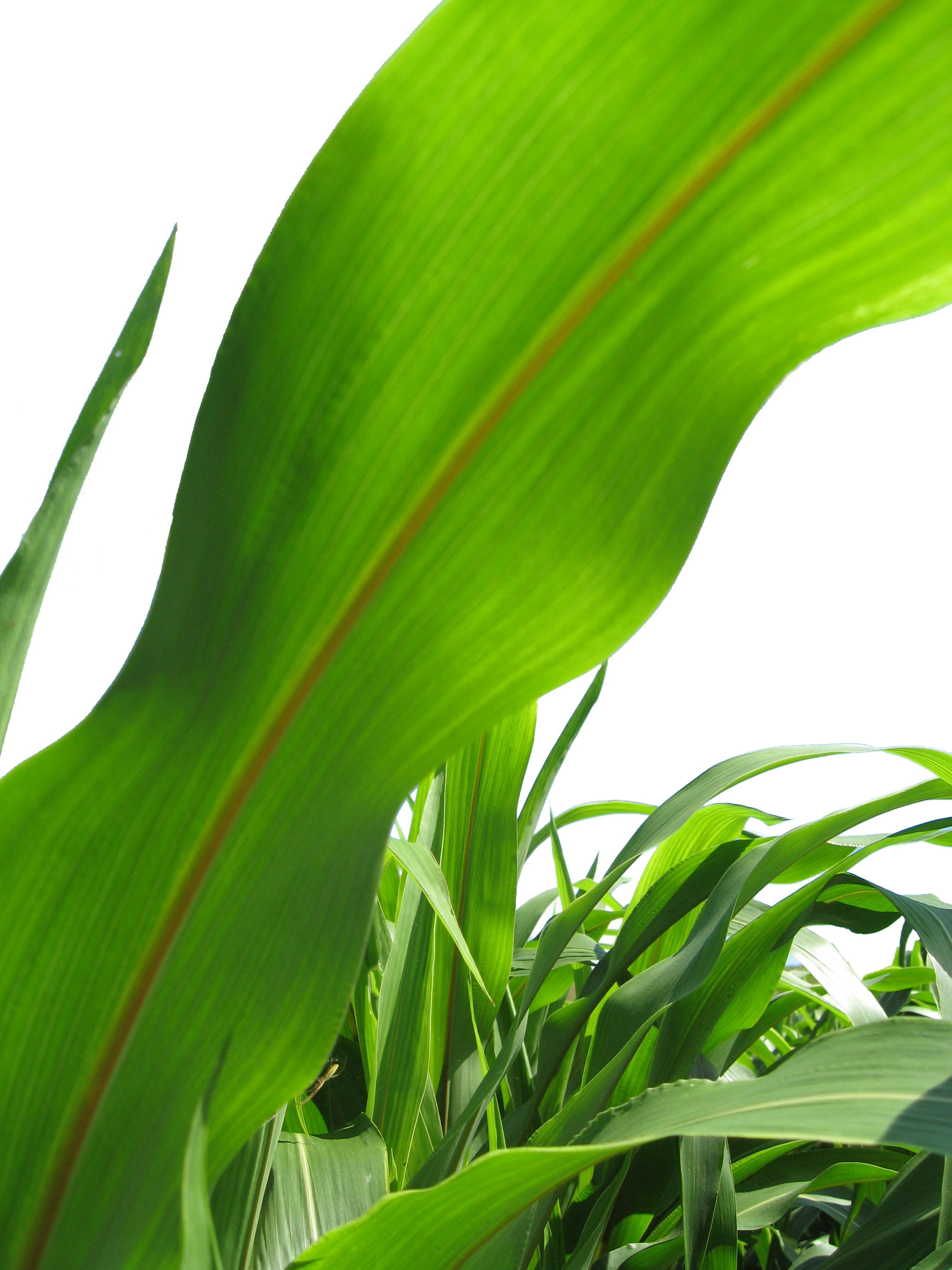 Leave A Reply Cancel Reply - Corn Leaf (2324x3099), Png Download