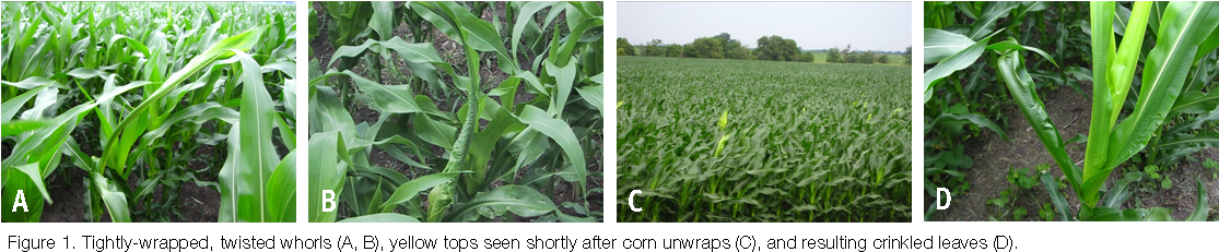 Extension - Online - Http - //www - Extension - Iastate - Field (1116x239), Png Download