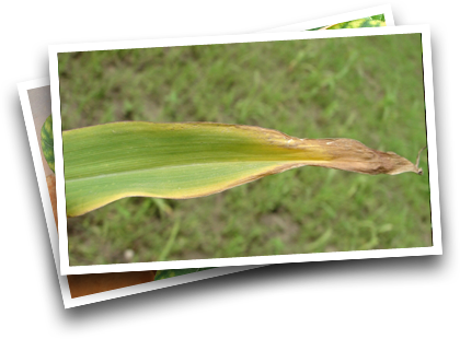Symptoms In Corn - Sorghum Crop Nutritional Deficiencies (420x310), Png Download