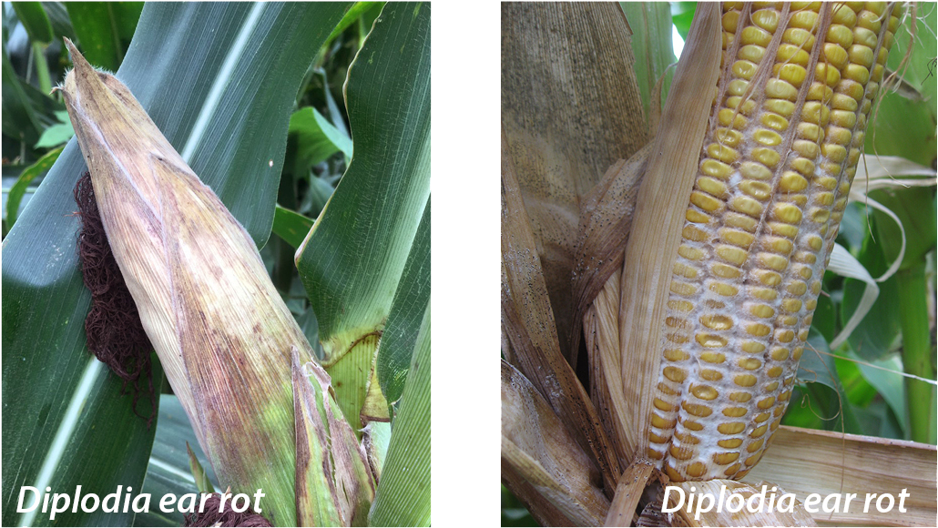 Fungal Growth Is White To Salmon Colored - Corn On The Cob (1062x603), Png Download