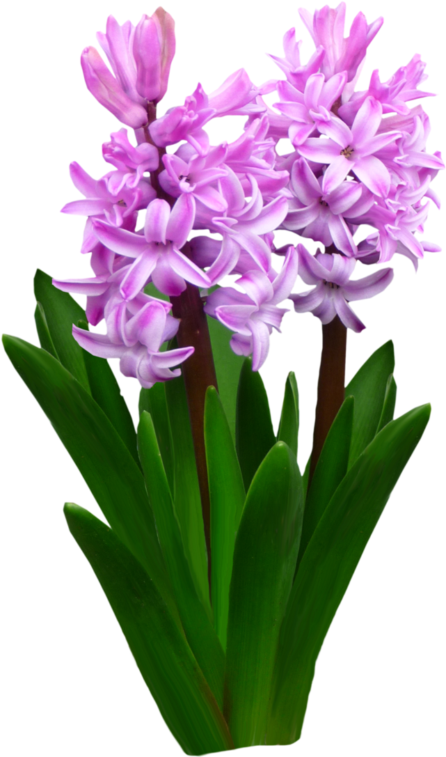 Flowers By Roula33 On Deviantart Freeuse - Flowers Bed Png File (717x1115), Png Download