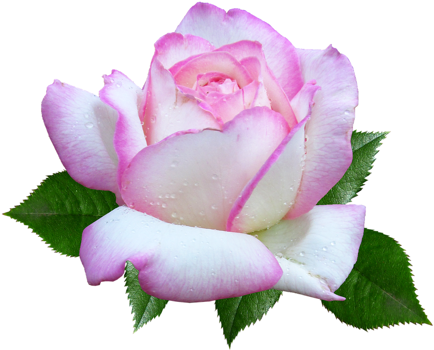 Rose, Flower, Garden, Cut Out - Rose (880x720), Png Download