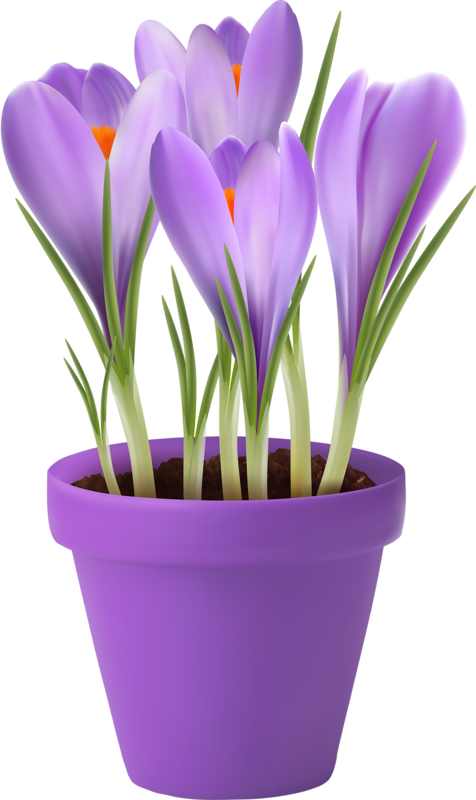 Crocus Clipart Cute Flower Garden - Spring Flowers In Pots Craft (476x800), Png Download