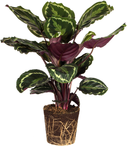 Home>plants>plant Themes>office Plants>peacock Plant - Calathea Peacock Plant (450x530), Png Download