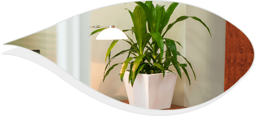 Best Office Plants - Houseplant (822x376), Png Download
