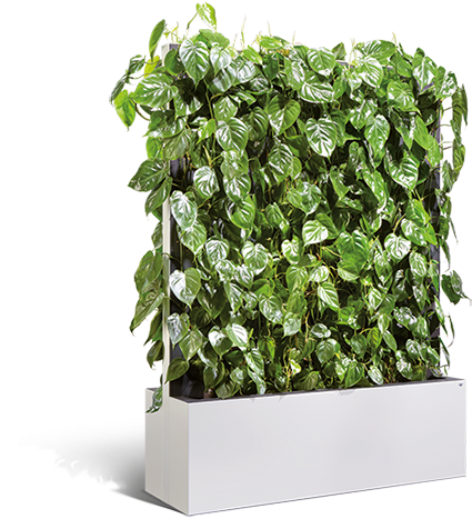 Product Information - Büro Abtrennung Pflanzen (570x473), Png Download