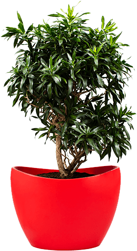 Office Plants Not Only Work As The Supplier Of Fresh - Song Of Jamaica Png (600x600), Png Download