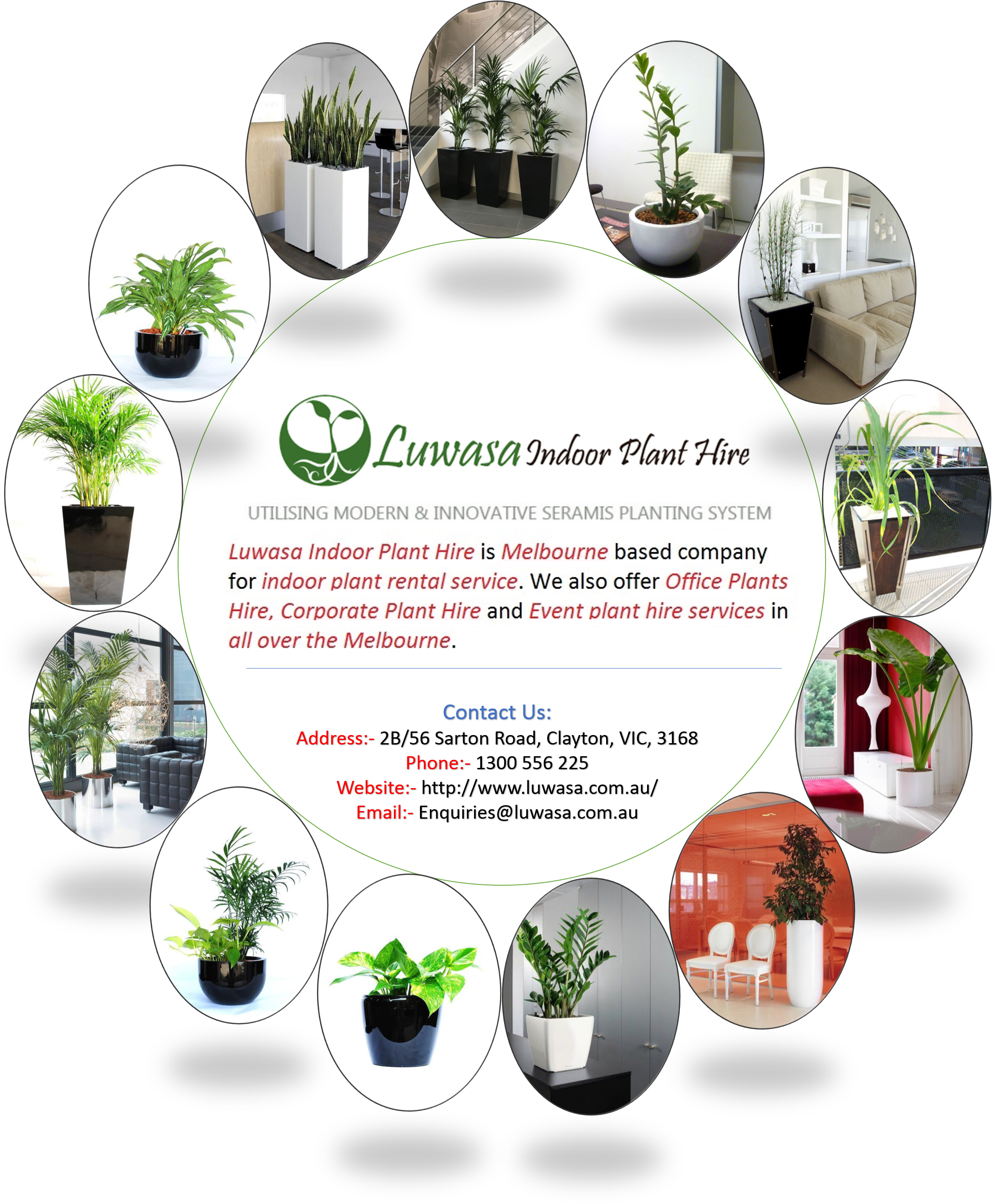 Plantas De Interior Palmeras (2246x2689), Png Download