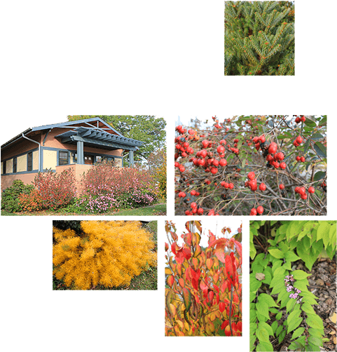 Our Office - Colorado Spruce (508x526), Png Download