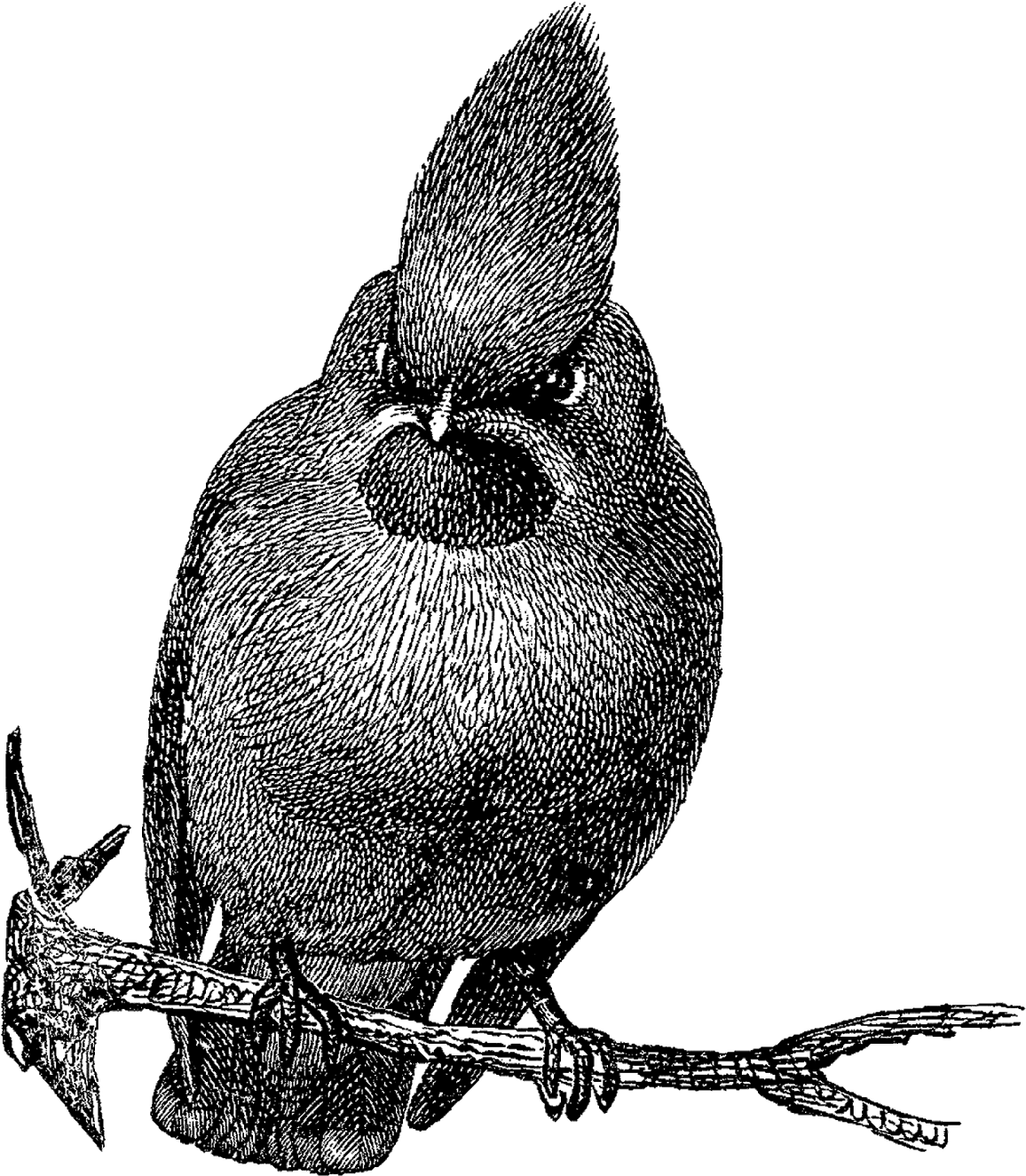 Bird Image Download Bohemian Wax Wing Png - Drawing (1326x1600), Png Download