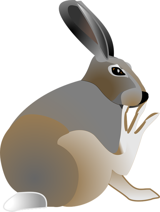 Hare Clipart Pet Animal - Hare Clipart (544x720), Png Download