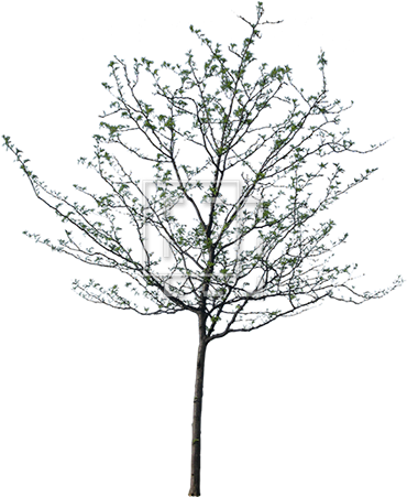 Cutout Tree - Cut Out Tree Png (450x450), Png Download