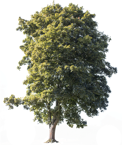 Acer Campestre - Cutout Trees - Large Tree Cutout (398x480), Png Download
