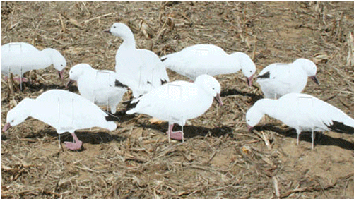 Real Geese Econo Series Snow Goose Decoys, 12 Pack (500x500), Png Download
