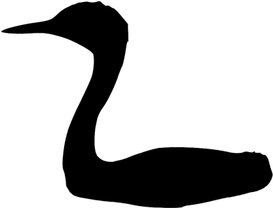Podicipedidae - Duck (480x360), Png Download