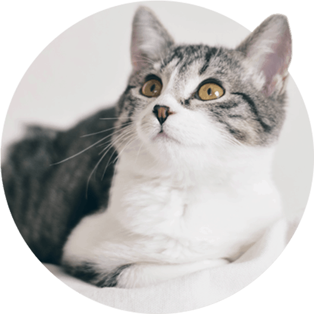 Birds - Cat (900x900), Png Download