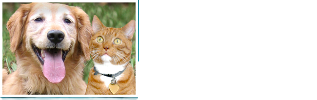 Logo For Veterinarians Shawnee, Ks - Domestic Short-haired Cat (650x205), Png Download