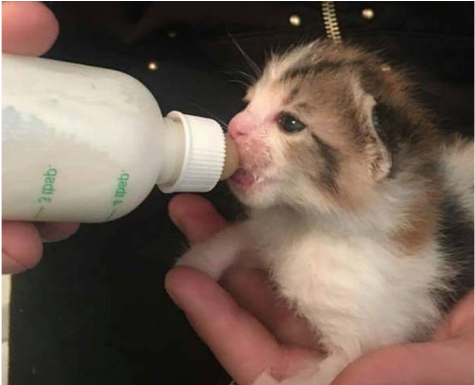 Kittens - - Cat Grabs Treat (481x509), Png Download