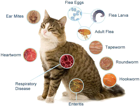 Boarding - Cat Disease (468x359), Png Download