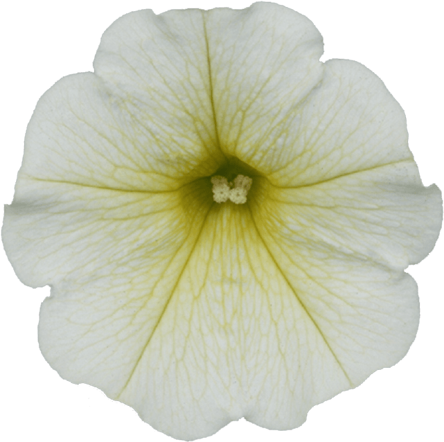 Surfinia Table Yellow - Petunia (871x1111), Png Download
