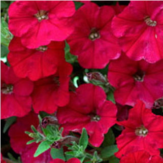 Petunia Sanguna Red Imp - Pétunia Retombant (458x458), Png Download