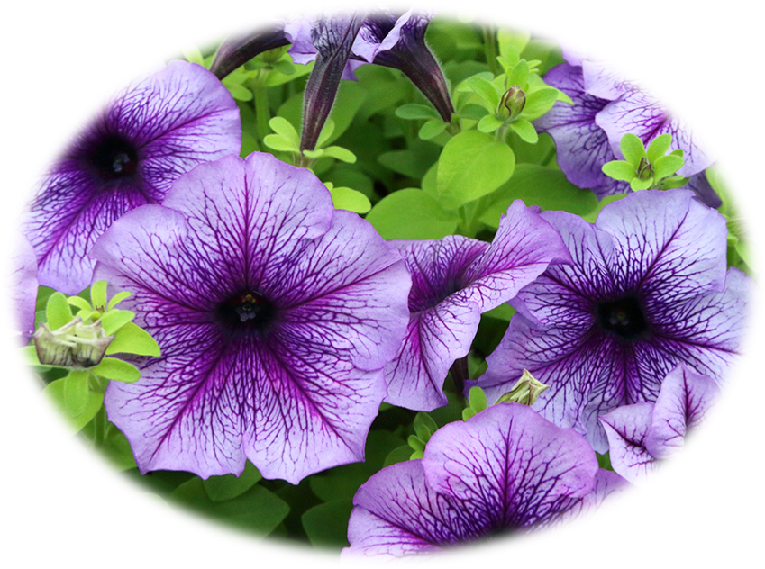 Flower That Represents Anger (849x632), Png Download