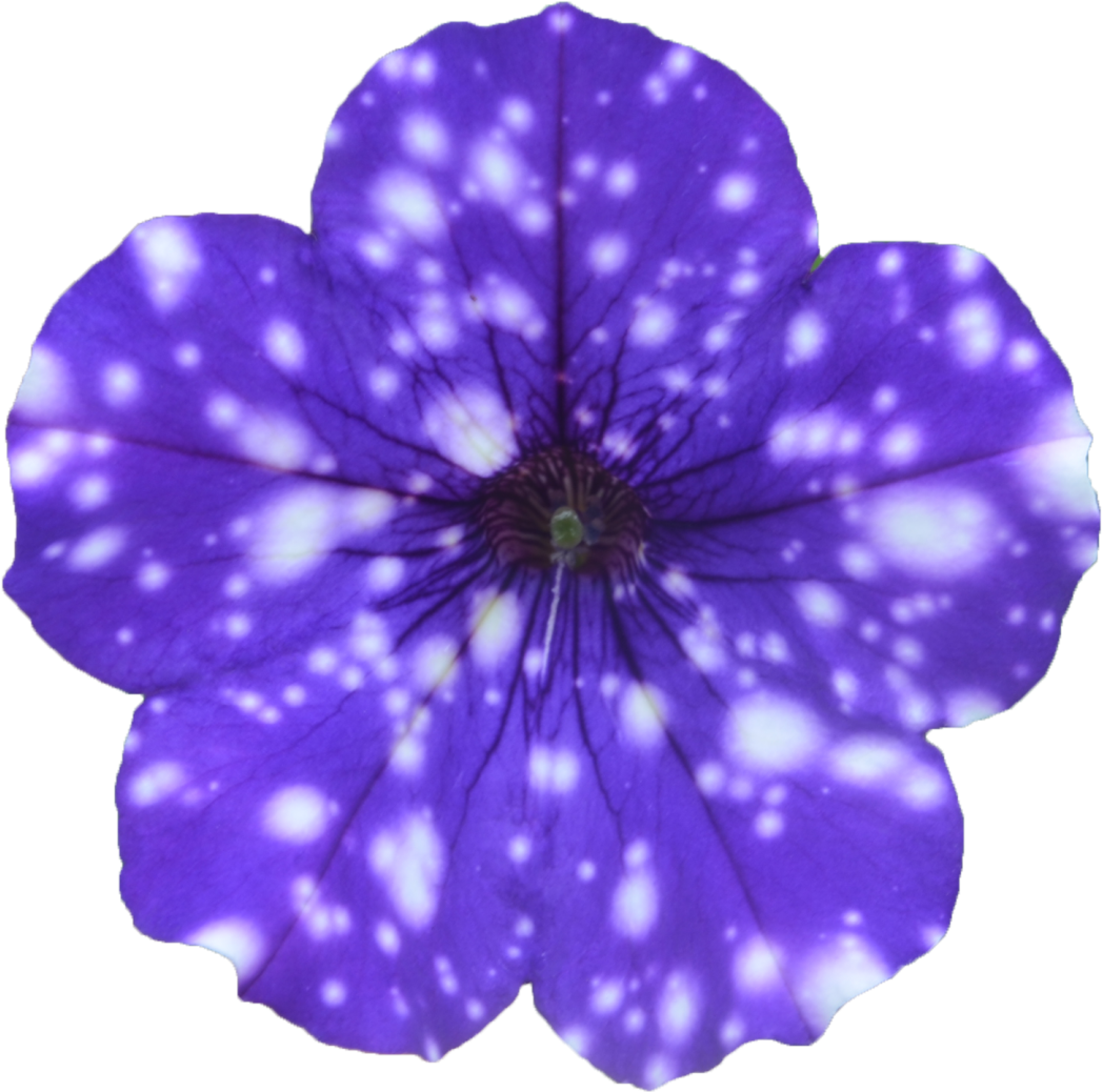 Mckenzie River Nursery (1100x1078), Png Download