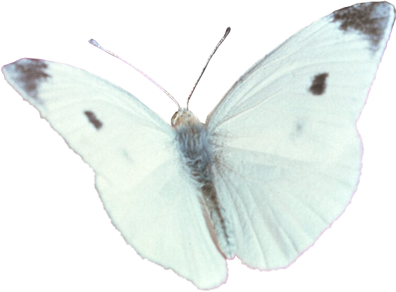 Download The Original Size Of This Photo - White Butterfly Png Transparent (592x444), Png Download