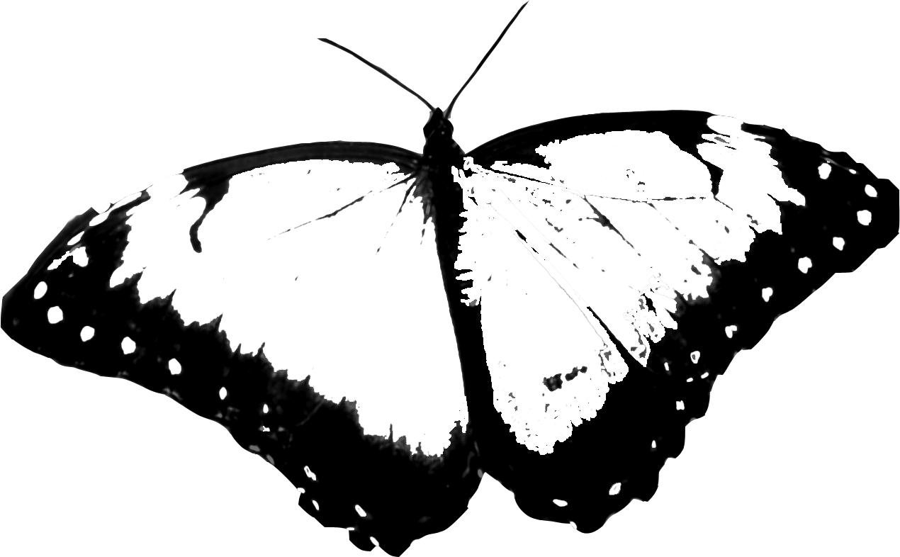 Hopeless Wanderer - Png Butterfly (1270x786), Png Download