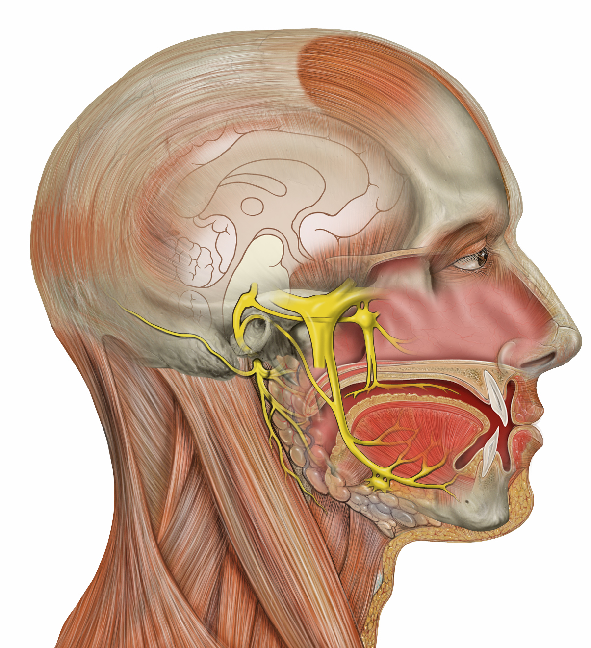 Head Deep Facial Trigeminal - Human Face Anatomy Png (1205x1321), Png Download