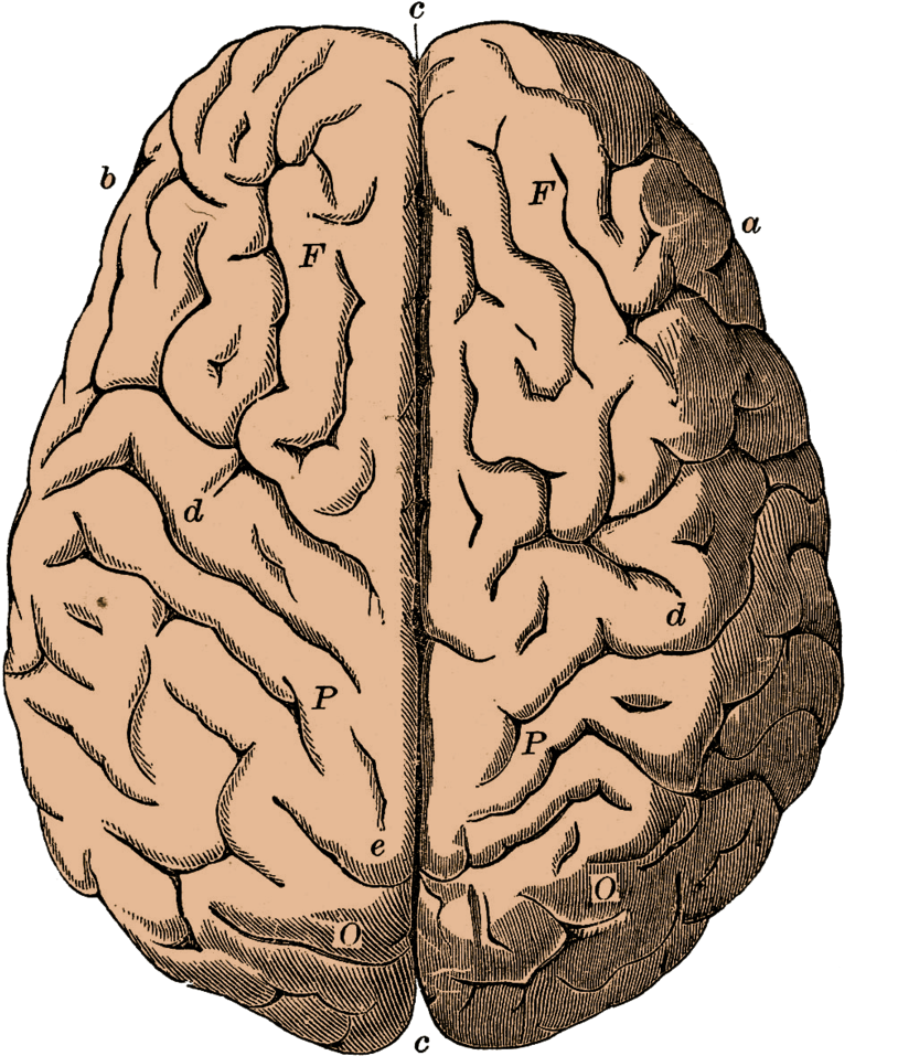 Brain By Bsp2232 - Left And Right Brain Gif (900x1025), Png Download