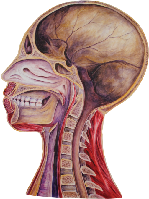 09 Heads Empty -01 - Portable Network Graphics (1000x679), Png Download