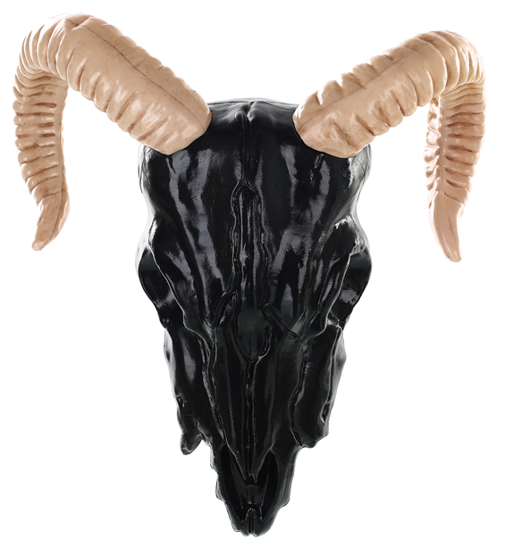 Black / Bone - Sheep (595x650), Png Download