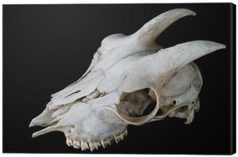 Dead Goat Skull (400x400), Png Download