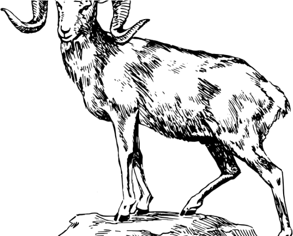Bighorn Sheep Clipart Ram Skull - Animal Standing On Rock (640x480), Png Download