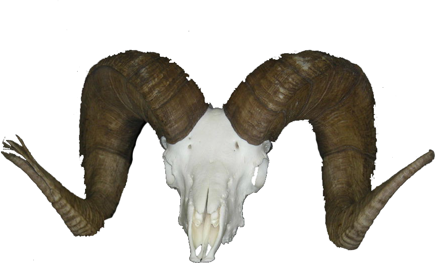 Watch Colorado Buck Kill His Awesome Ram And Complete - Bighorn Sheep Skull (900x675), Png Download
