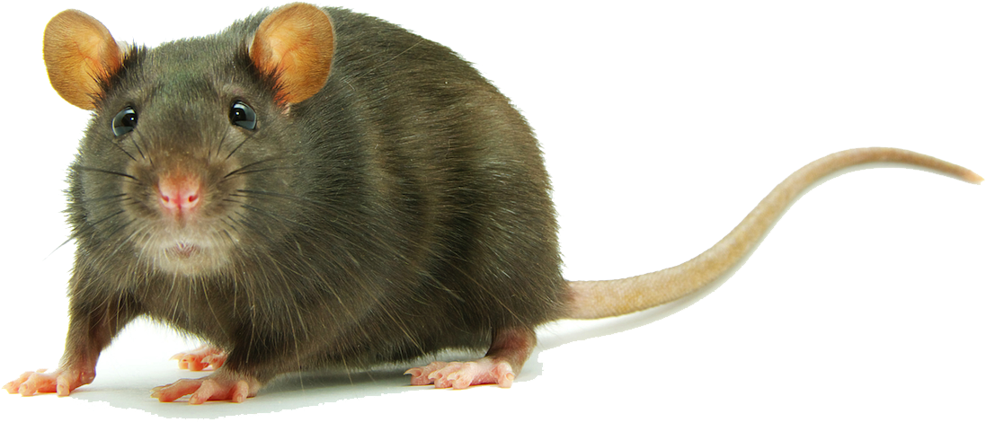 Rat Png Clipart - Rat Psd (1271x495), Png Download