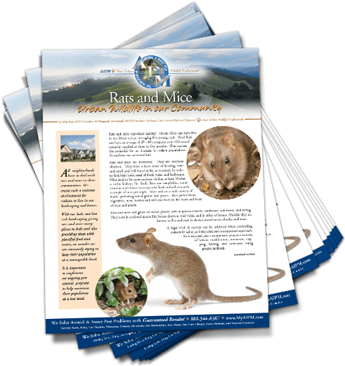 Downloadable Image - Rat (600x600), Png Download