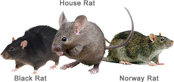 Rats Are Some Of The Most Troublesome And Damaging - Types Of Rats In Malaysia (762x382), Png Download